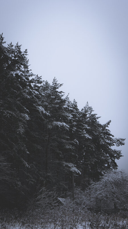 Лес, после первого снега. - Вячеслав Вязенкин
