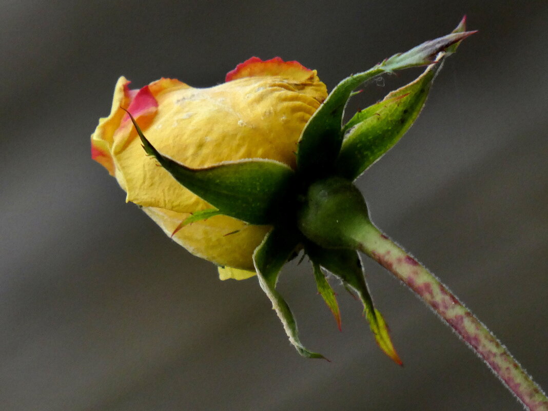 роза цветет в декабре - Heinz Thorns