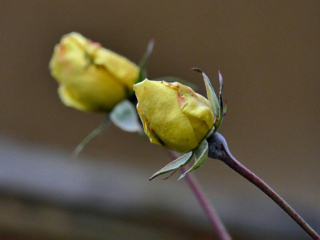 роза цветет в декабре - Heinz Thorns