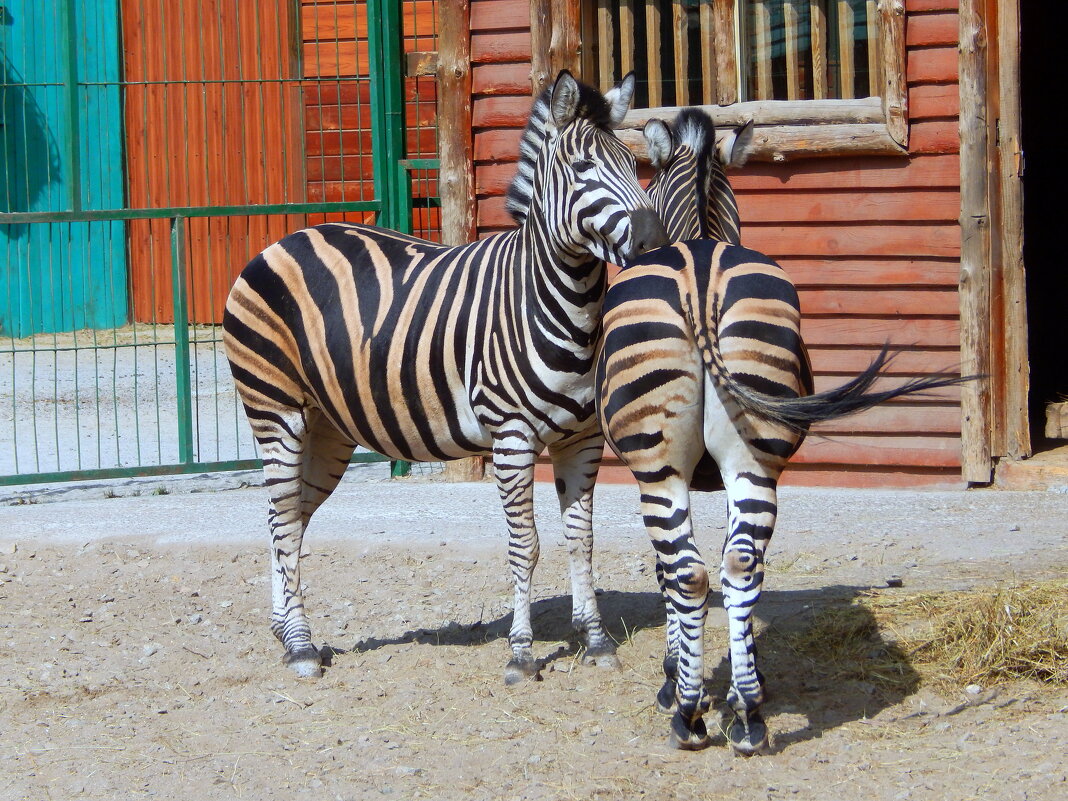 Зебры в зоопарке - Рина Воржева