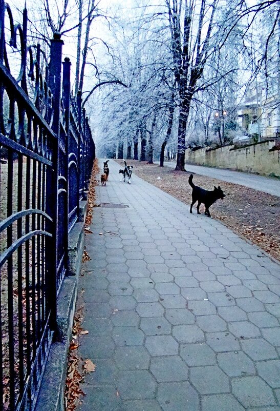 Собачья  стая  декабря!.. - Евгений 