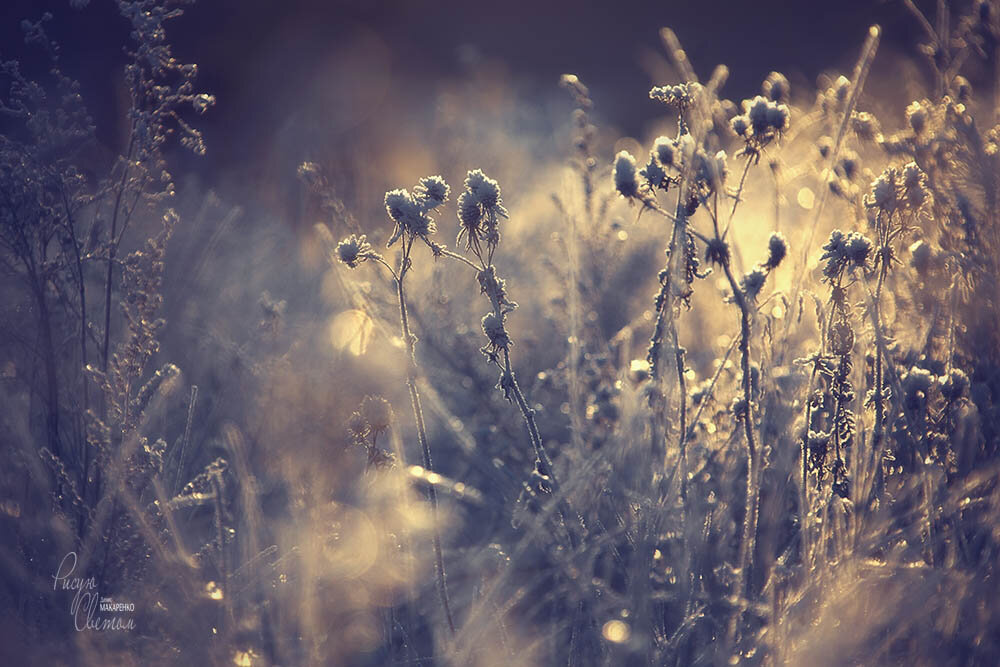 Зимние цветы - Denis Makarenko