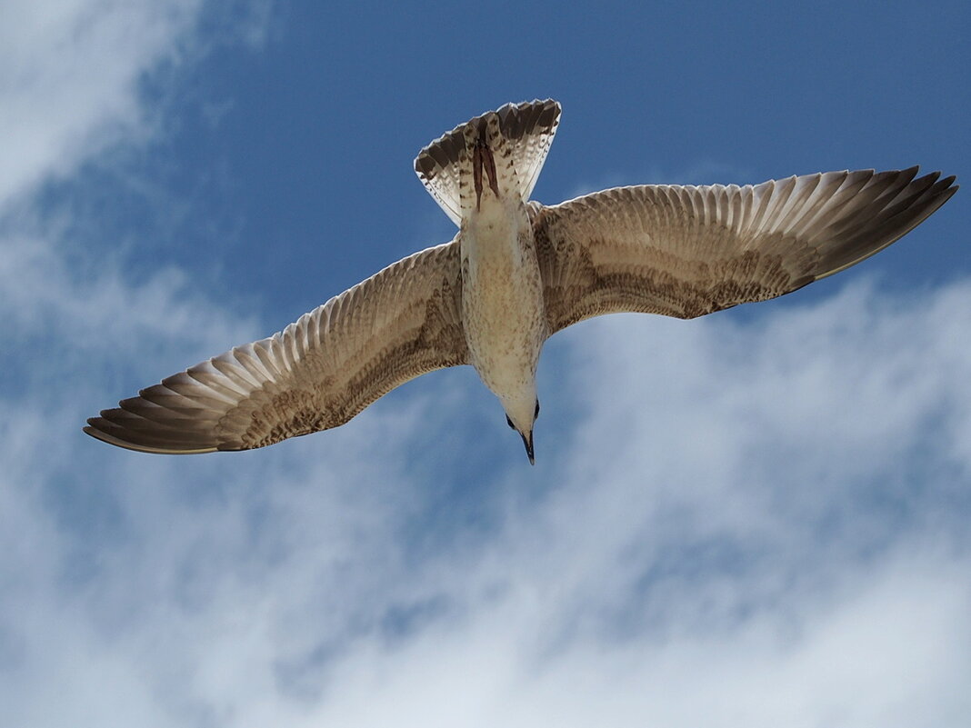 Красивый полет серебристой чайки - wea *