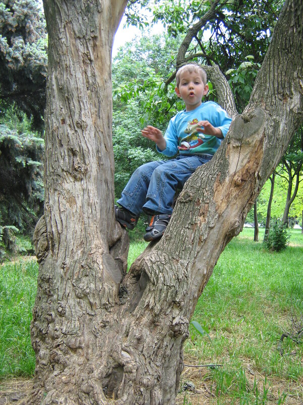 Мой внук, любитель лазить по деревьям. - Юрий Тихонов