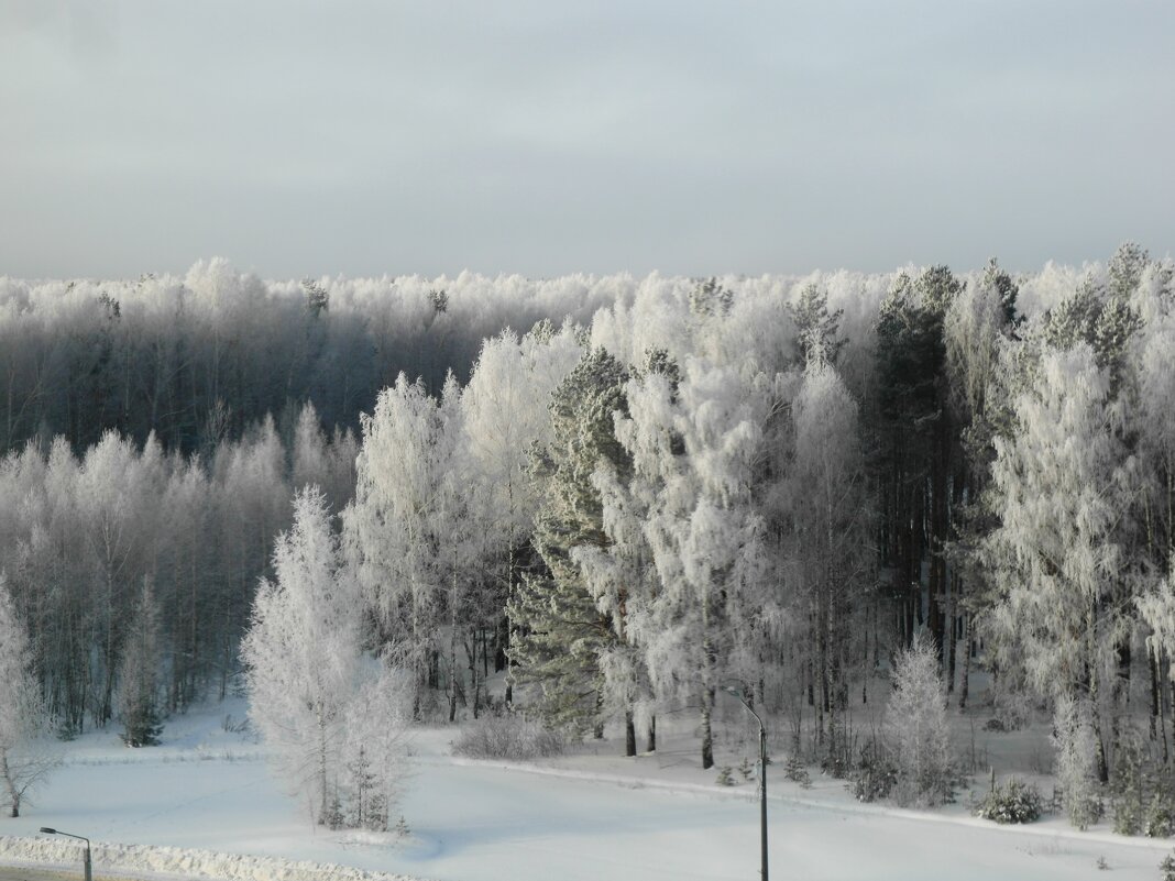 ледяной лес - Владимир 