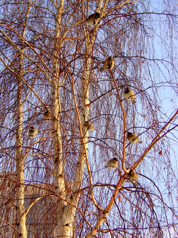 Птицы на дереве - Марина Таврова 