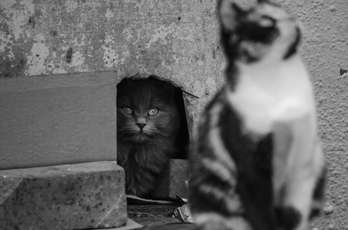 черно-белые коты - Александр Леонов