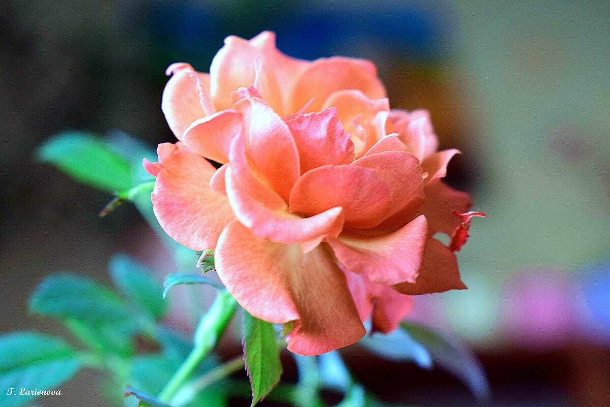 Карликовая роза - Татьяна Ларионова