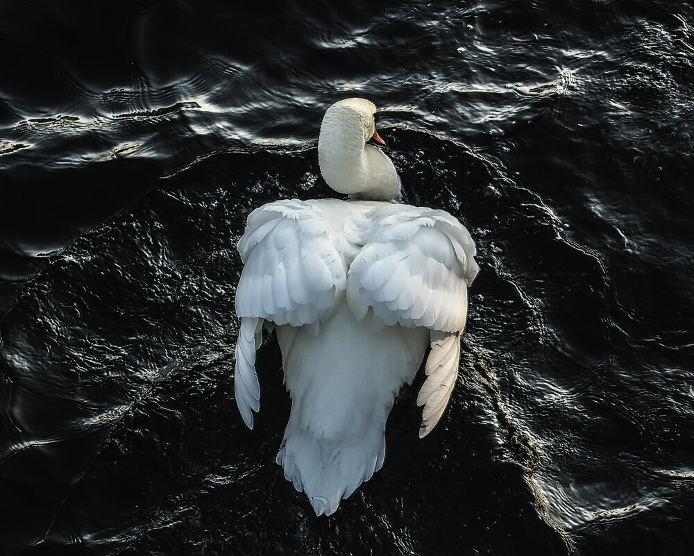 Мощь белой птицы - Alexander Andronik