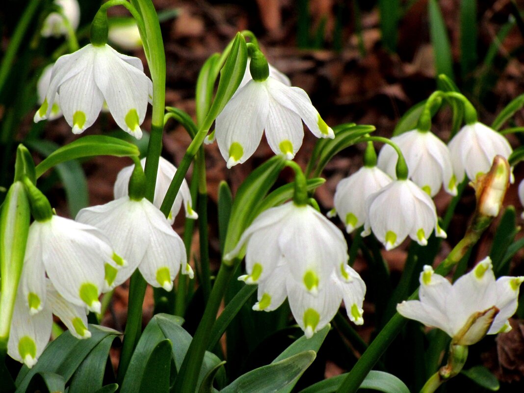 Белоцветник (Leucojum) - Сергей Карачин