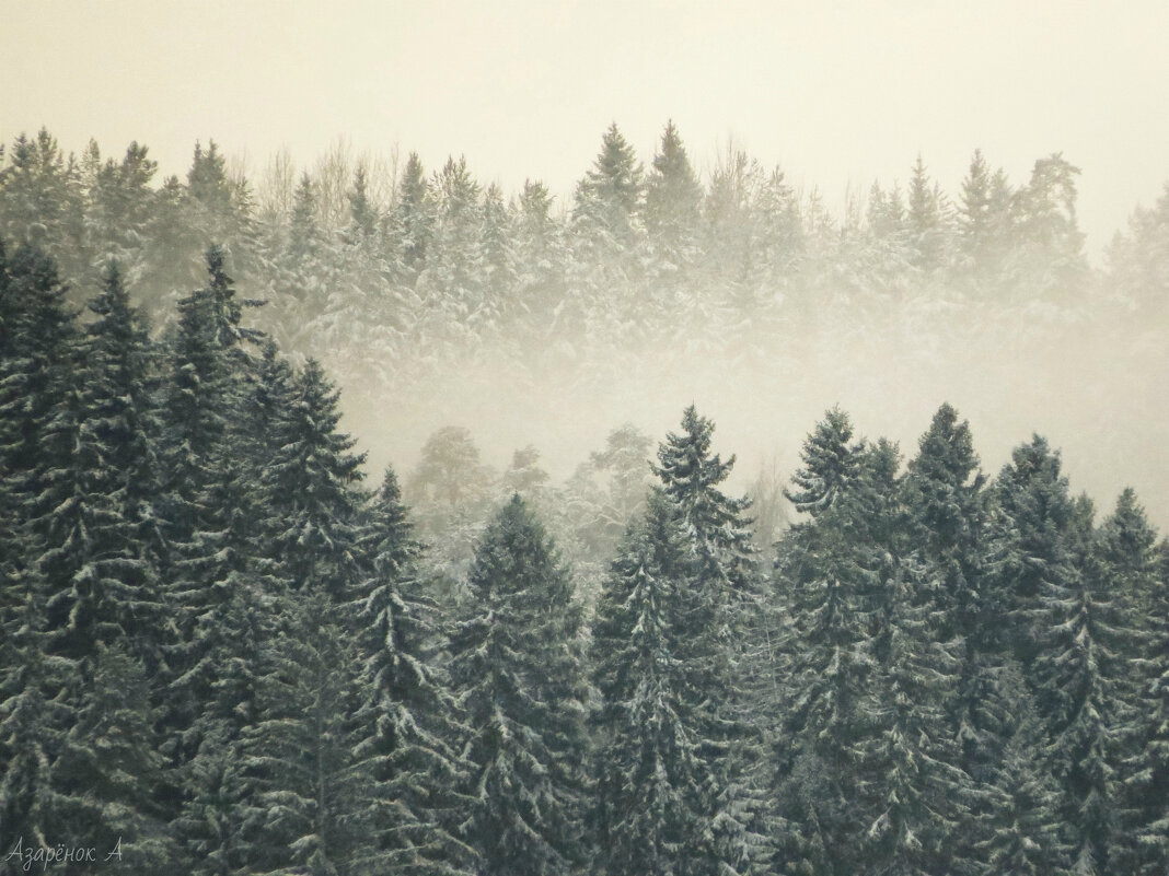 Туманный зимний лес - Анна Азарёнок
