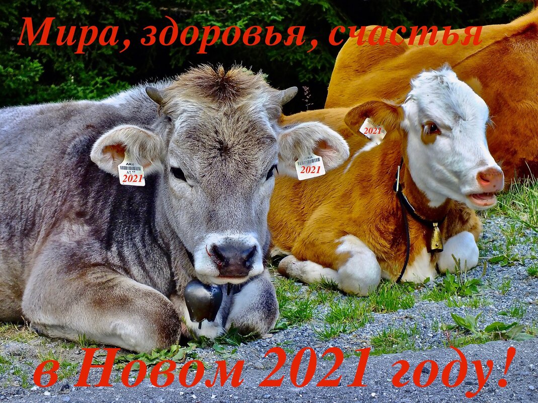 С наступающим Новым 2021 годом! - Евгений Леоненко