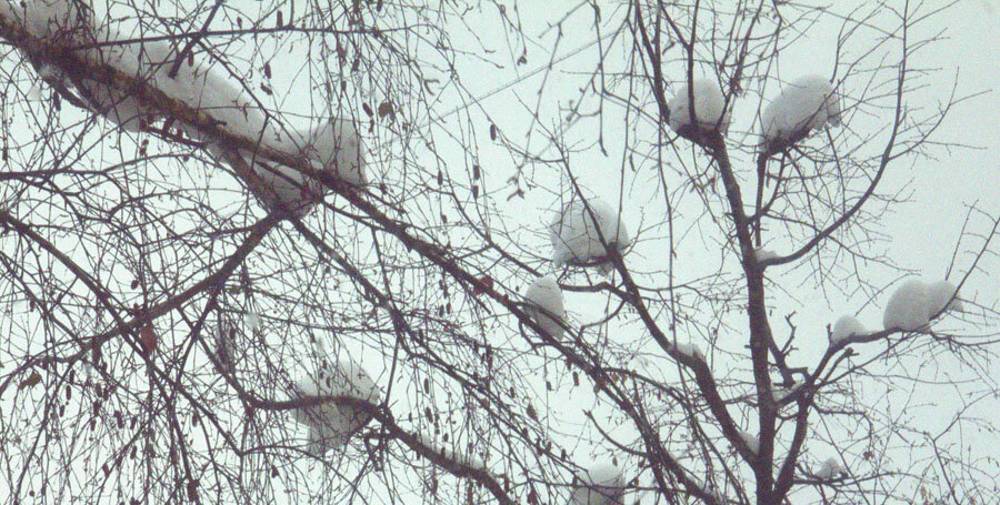 Снежные гнёзда - Nikolay Monahov