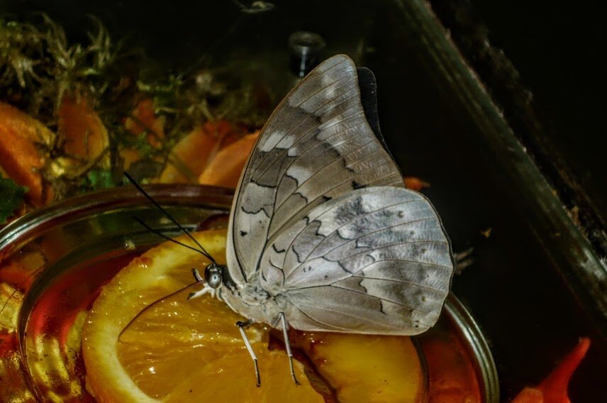 в музее живых бабочек - Елена Шаламова