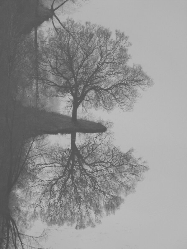 дерево и туман - Heinz Thorns