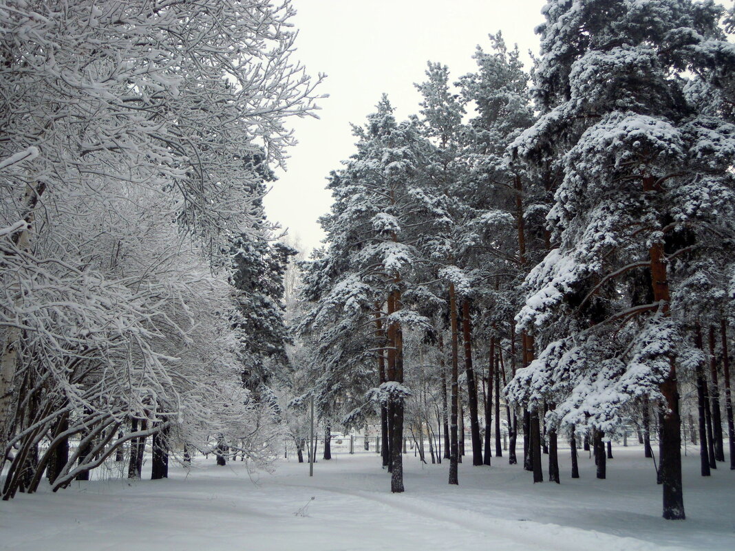 Очарование зимы.... - Анна Суханова