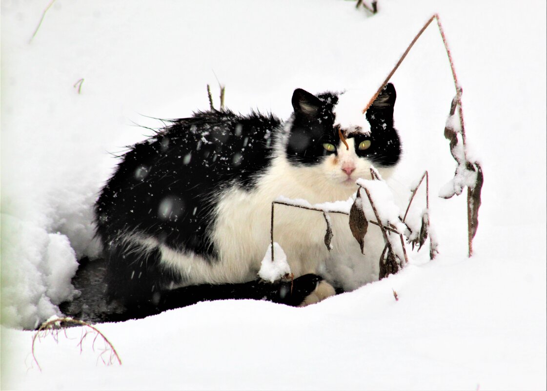 Снежный кот Кузя. - Ольга Митрофанова