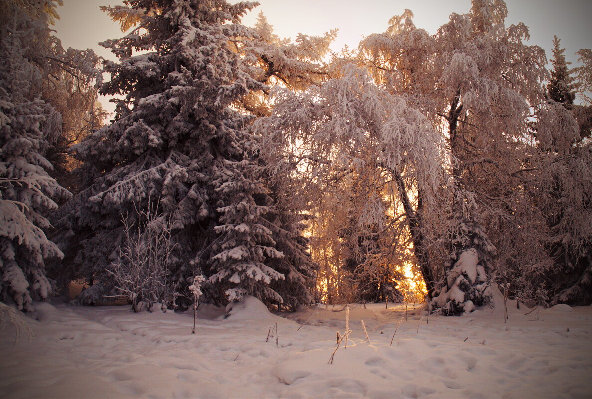 Зимний солнечный день - Galina Serebrennikova