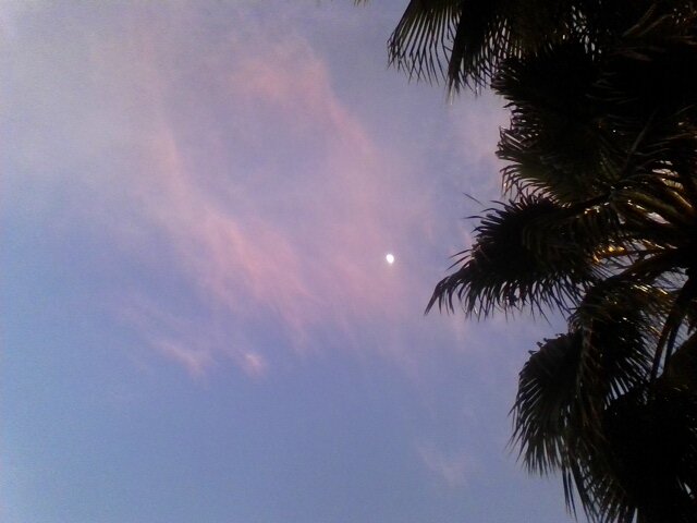 розовый закат с луной и справа деревья - миша горбачев