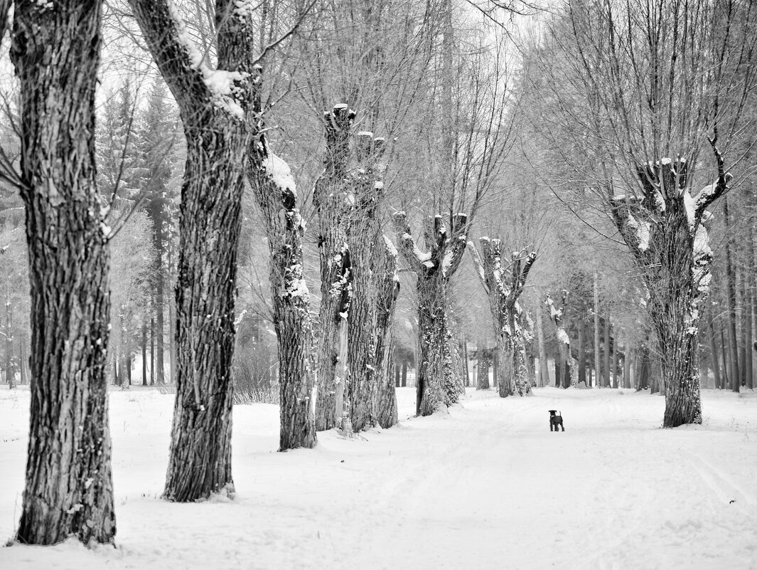 Прогулка в зимнем парке - Юрий 