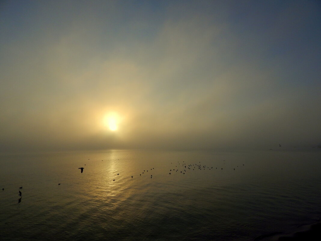 Туман,солнце,море,чайки - Рина Воржева