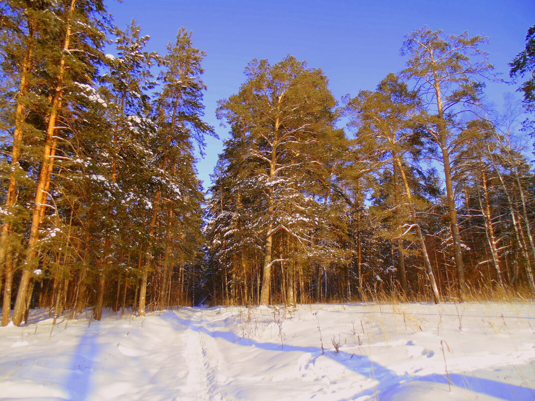 Сибирский лес в солнечный , морозный день . - Мила Бовкун