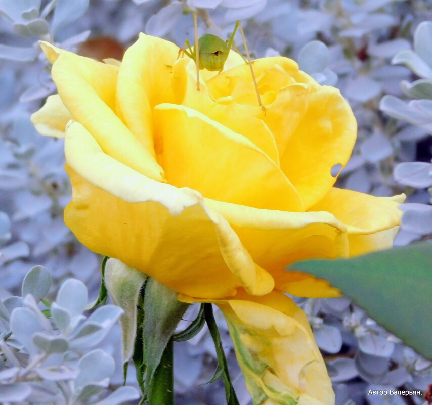 Желтая роза. - Валерьян Запорожченко
