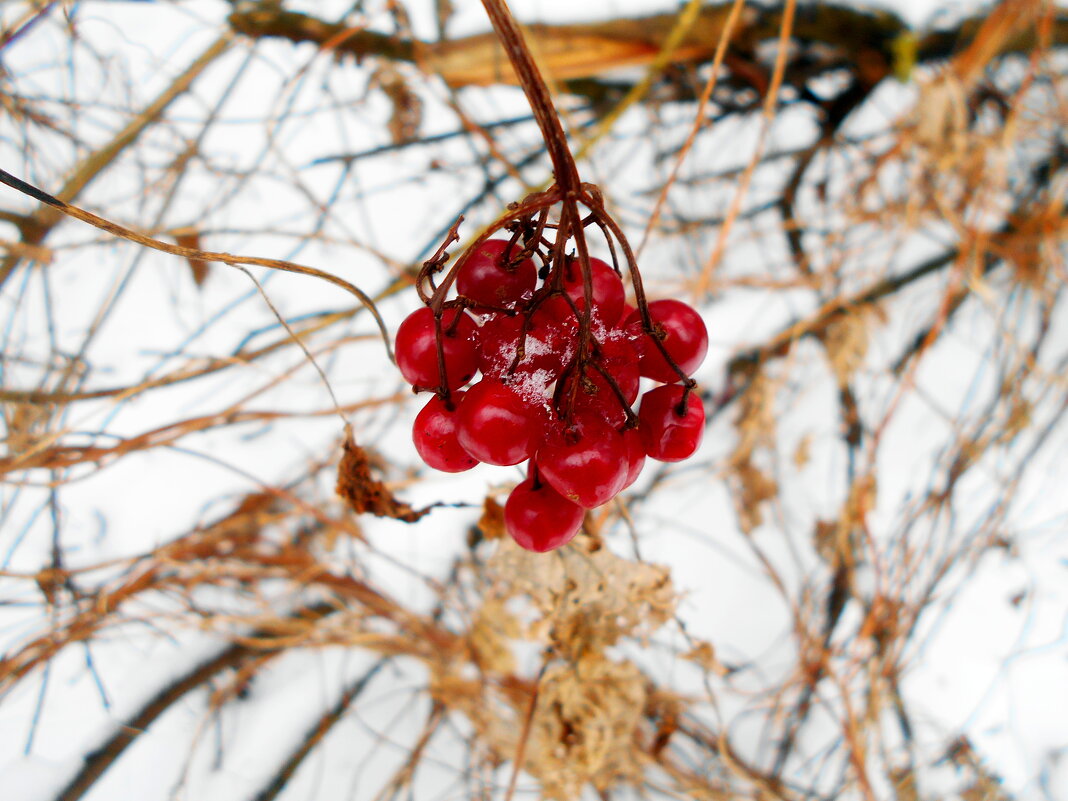 Зимние ягоды - Игорь Чуев