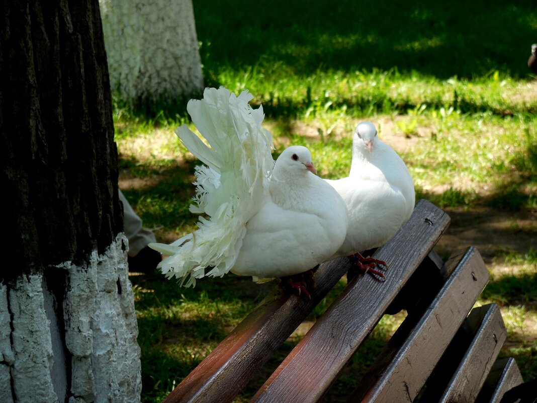 Белоснежные голуби - Надежда 
