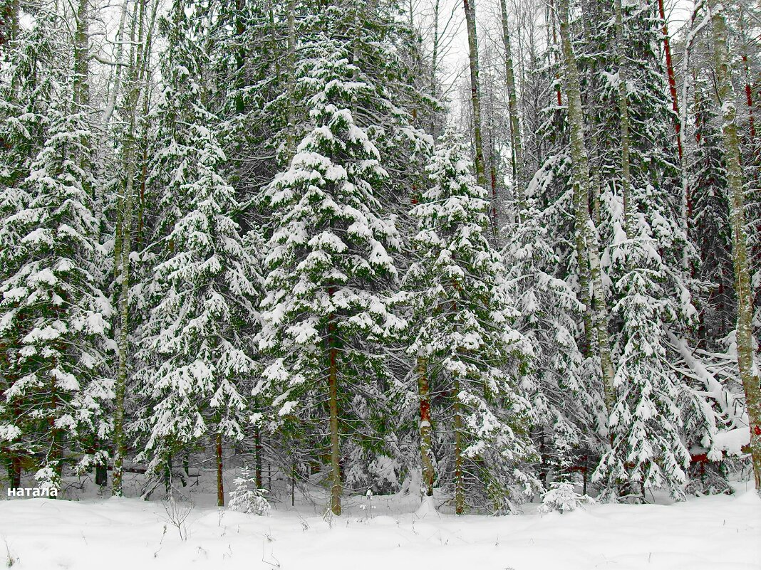 Сказочный зимний лес - Натала ***