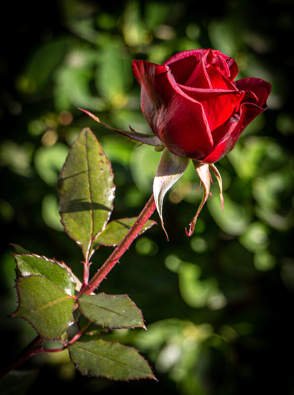 ... краше день ото дня расцветает январская роза. - Юрий Яловенко