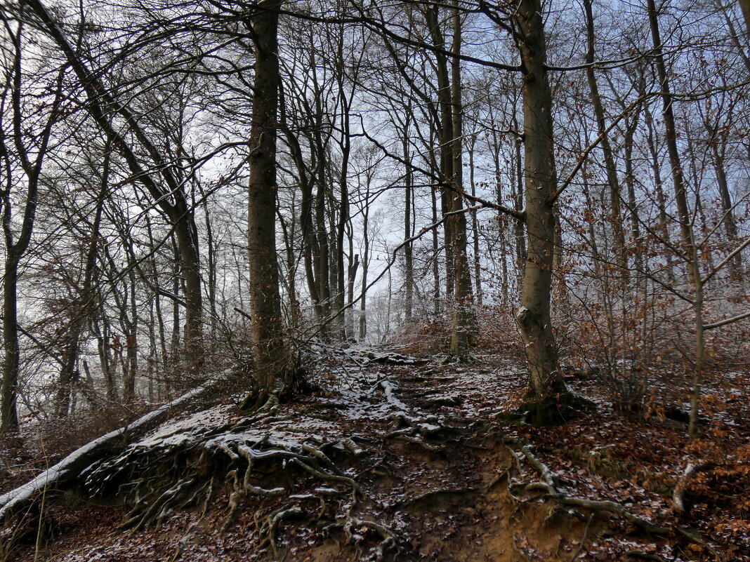 Зимний лес - Heinz Thorns