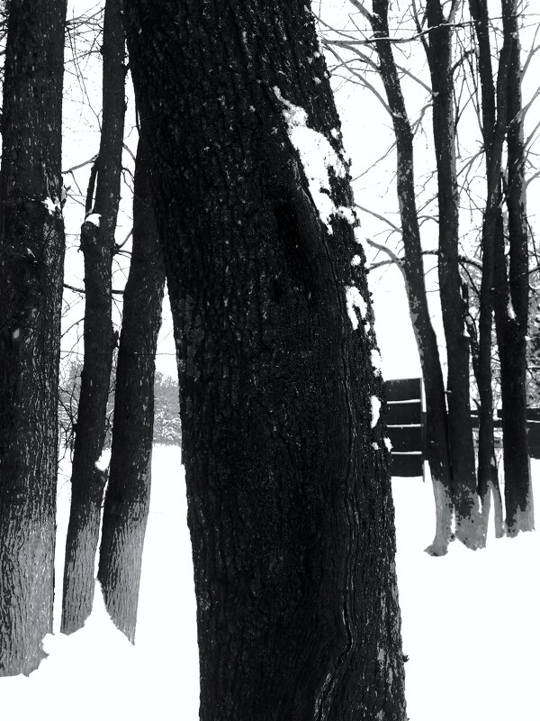 деревья зимой - Любовь 