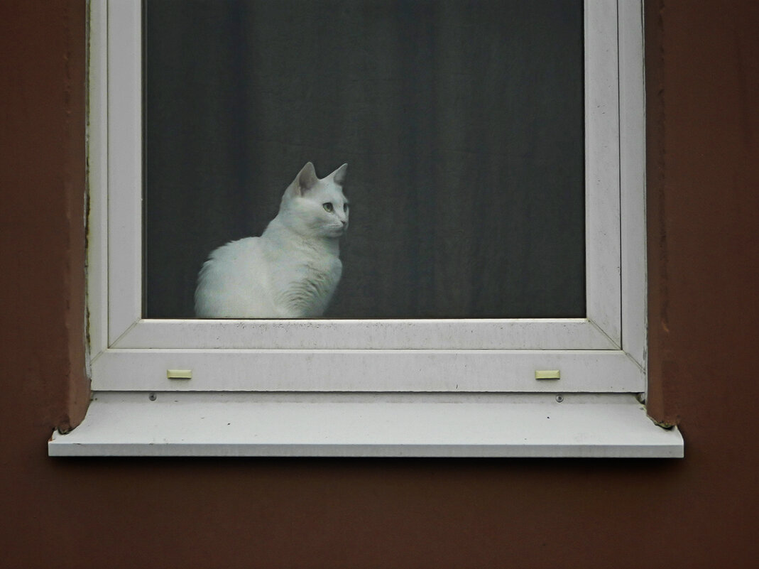 белая кошка в белом окошке - Лера 