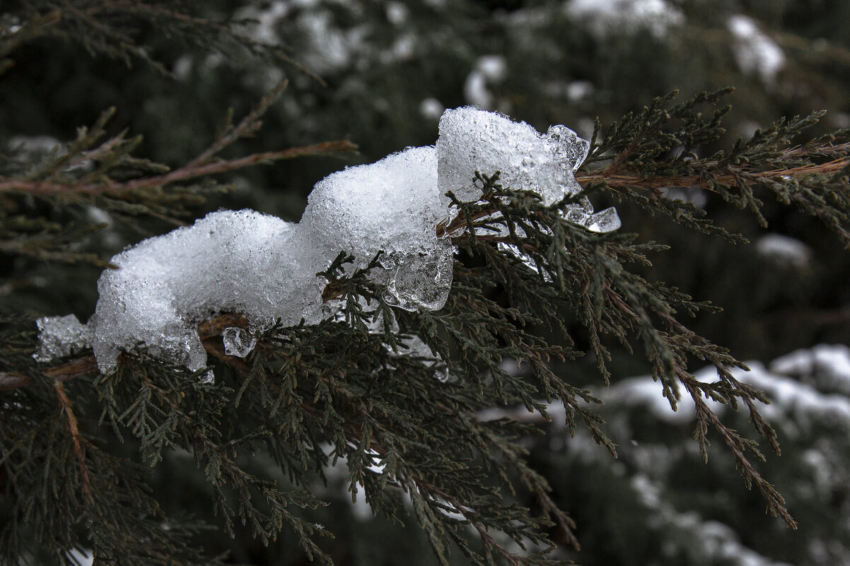 Снег на можжевеловой ветке - Ульяна Янтарь