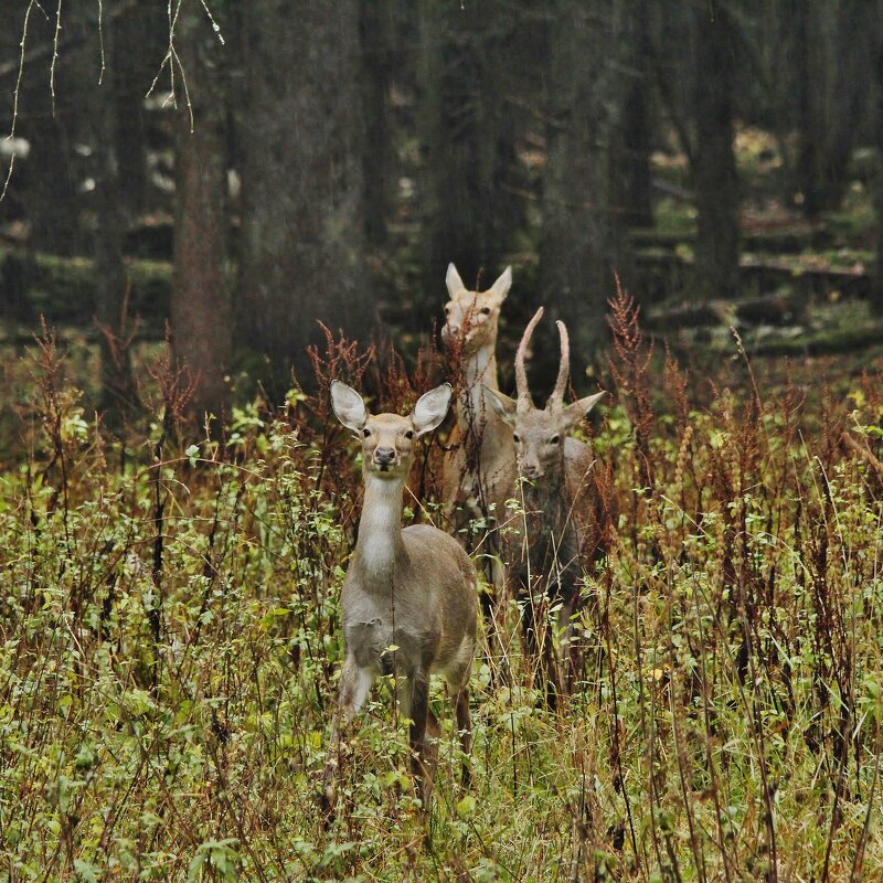 Две самки пятнистого оленя и молодой самец шильник - Сергей Лычагин