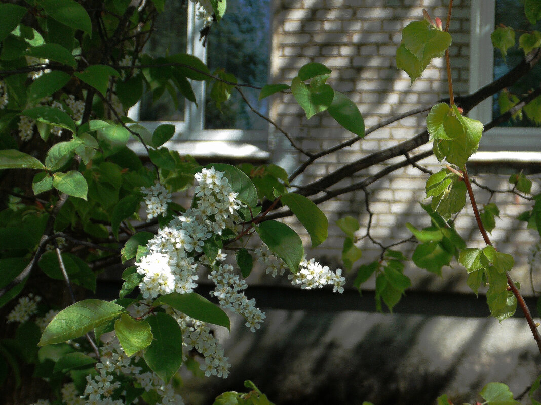 Цветет  черемуха под окном - Фотогруппа Весна