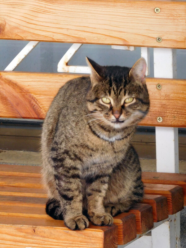 Кот на скамейке - Оливер Куин