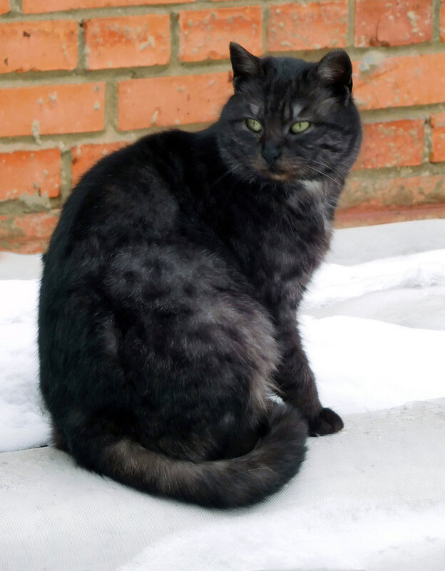 Чёрный кот - Оливер Куин