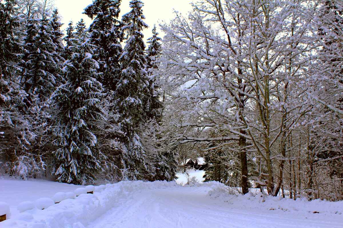 Снежный лес - Marina Pavlova