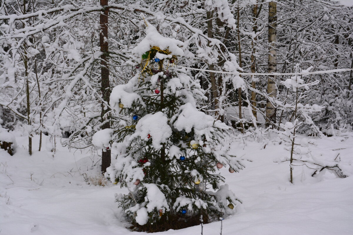 Новогодняя елочка в лесу. - Ольга Попова (popova/j2011)
