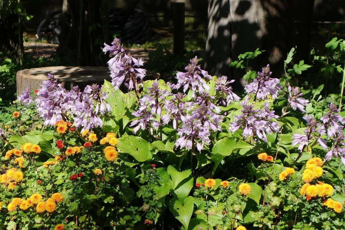 Ботанический сад, Хоста и хризантема - Маргарита Батырева