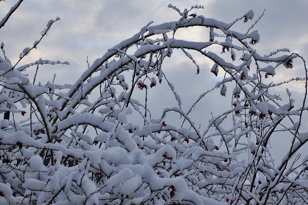 Шиповник в снежном плену - wea *