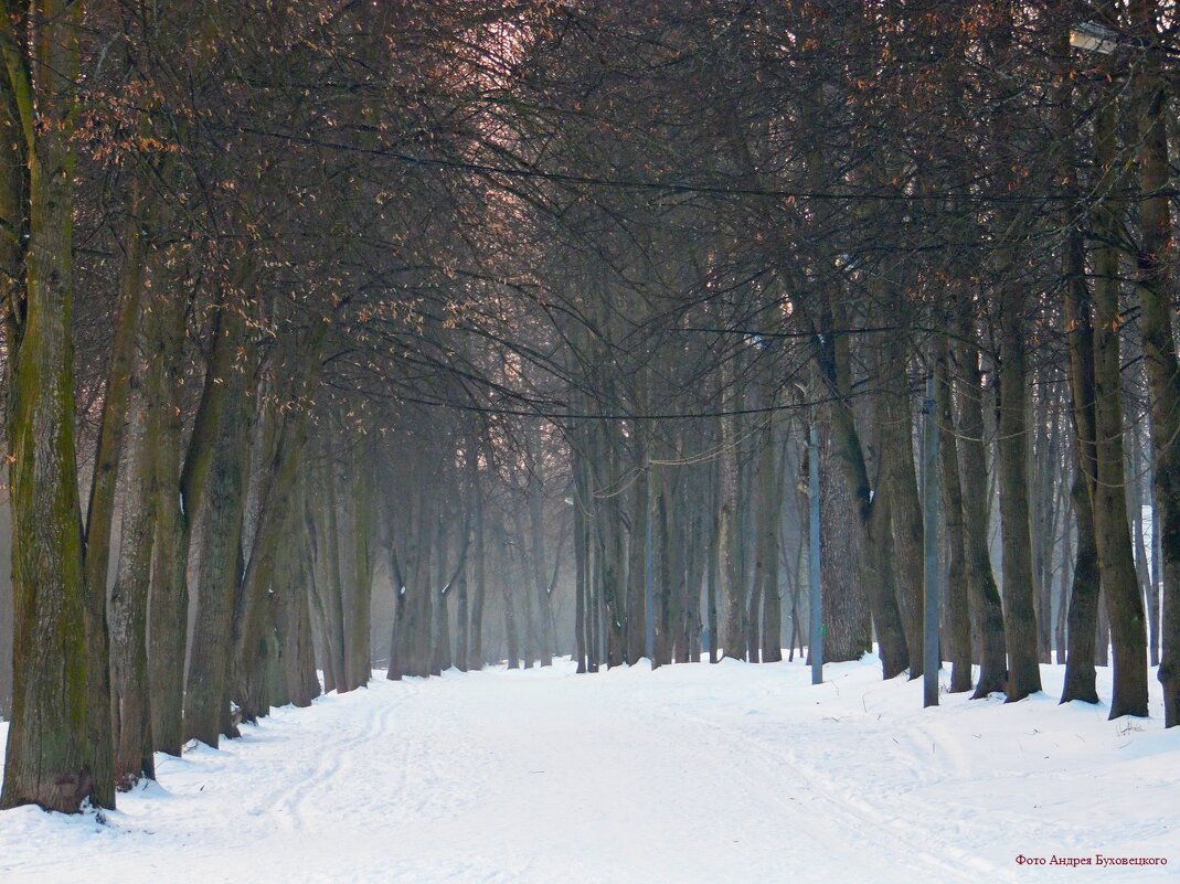 Зимой в парке! - Андрей Буховецкий