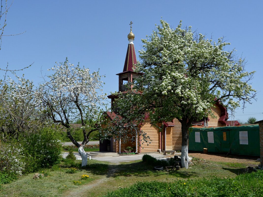 Красный Сулин. У храма Святой Екатерины яблони цветут. - Пётр Чернега