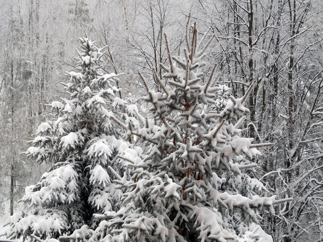 Ёлочки в снегу - Оливер Куин