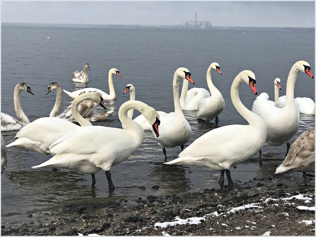 Лебеди на заливе. - Валерия Комова