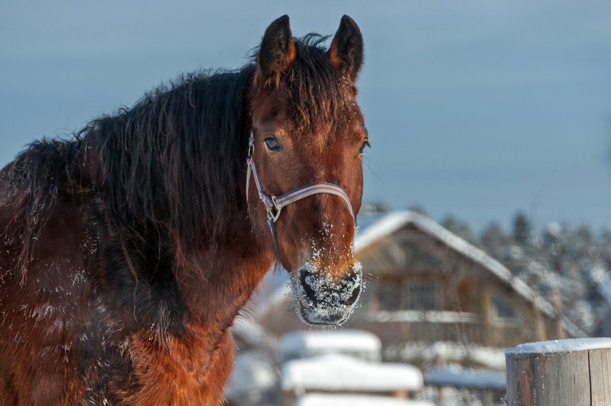 Horse portrait - Валерий Иванович