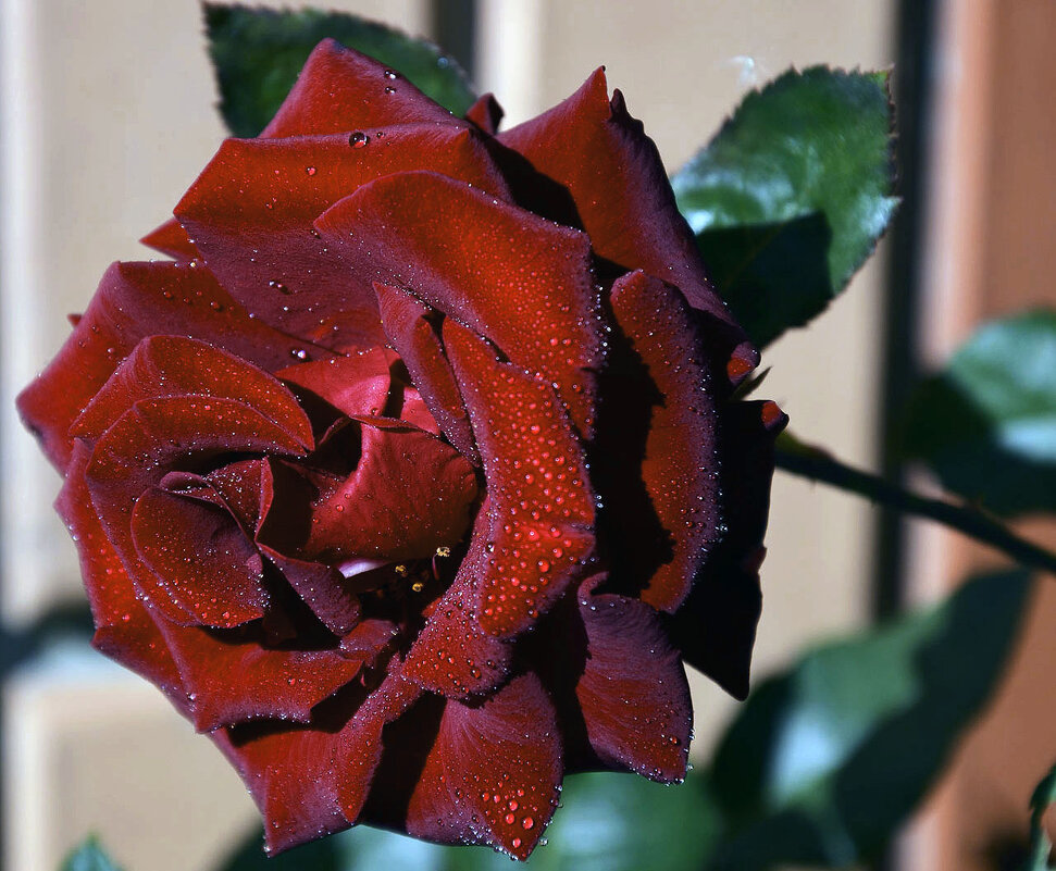 Славная роза, чудная роза, сладостный символ любви... - Тамара Бедай 