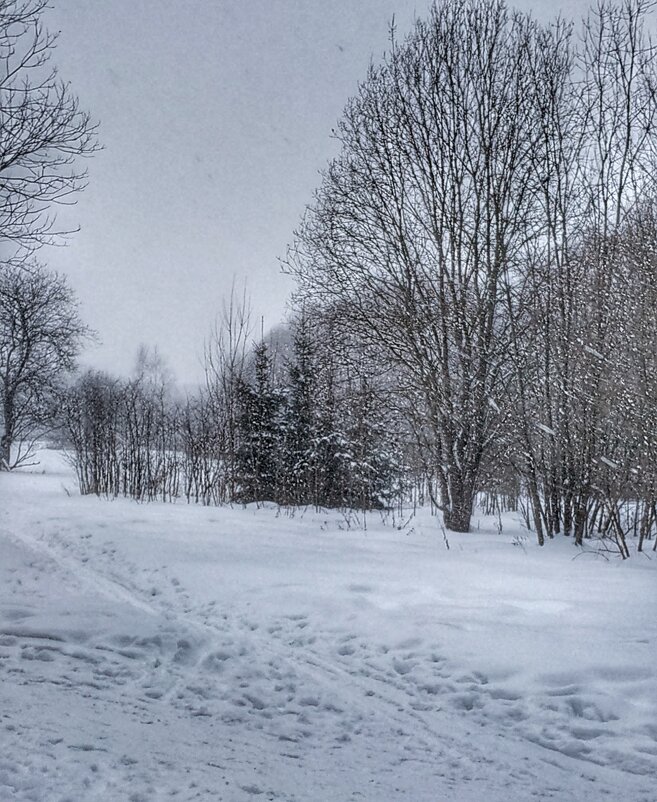 зимний лес в январе - Валентина. .